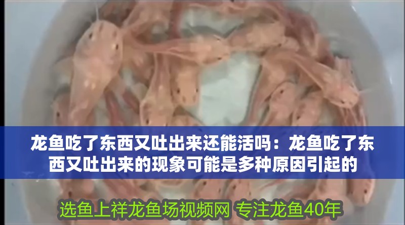 魚缸過(guò)濾器選購(gòu)指南:自制魚缸過(guò)濾器魚缸上置過(guò)濾器對(duì)于養(yǎng)魚愛(ài)好者的必備知識(shí) 龍魚吃了東西又吐出來(lái)還能活嗎:龍魚吃了東西又吐出來(lái)的現(xiàn)象可能是多種原因引起的 龍魚百科 龍魚吃了東西又吐出來(lái)還能活嗎:龍魚吃了東西又吐出來(lái)的現(xiàn)象可能是多種原因引起的 龍魚吃了東西又吐出來(lái)還能活嗎:龍魚吃了東西又吐出來(lái)的現(xiàn)象可能是多種原因引起的 龍魚百科