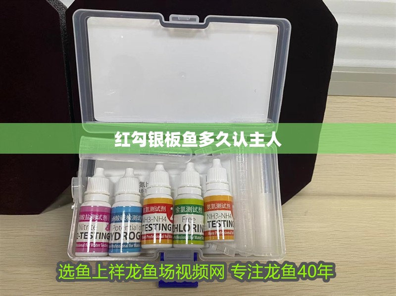 紅勾銀板魚多久認主人