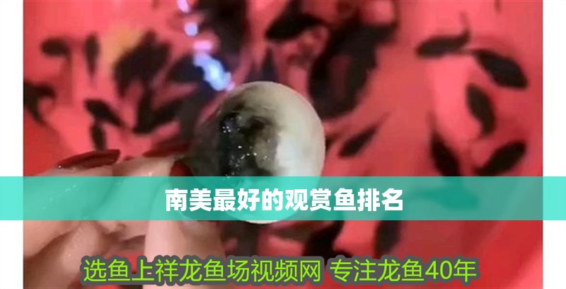 南美最好的觀賞魚排名
