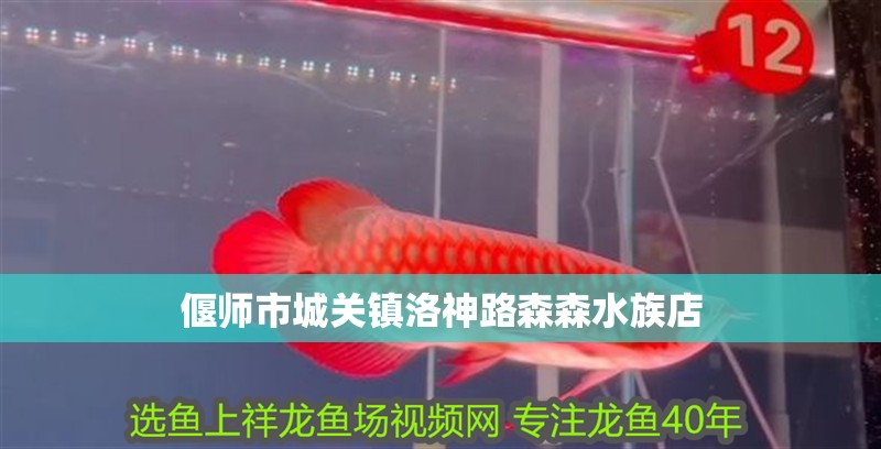 偃師市城關鎮洛神路森森水族店