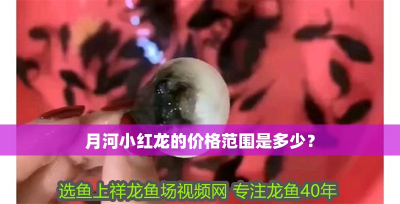 月河小紅龍的價(jià)格范圍是多少？