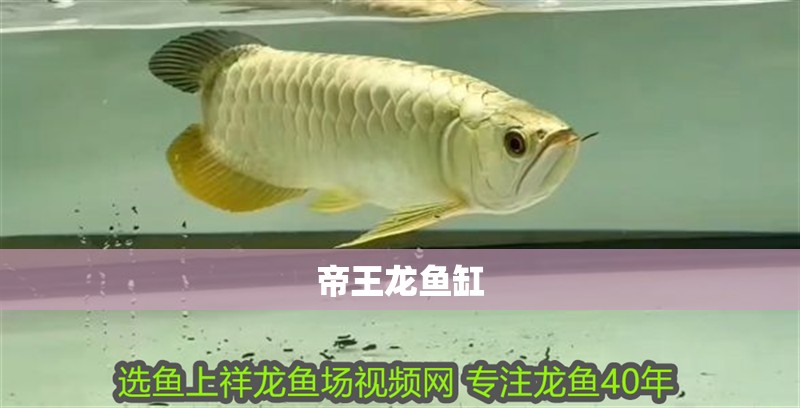 帝王龍魚缸