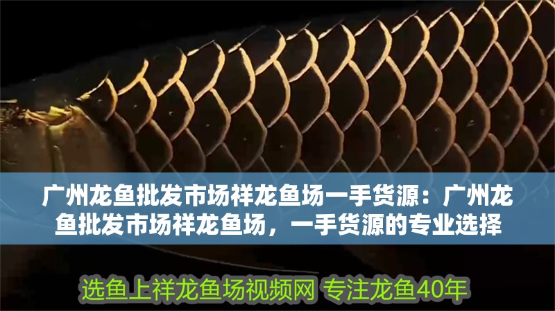 廣州龍魚批發市場祥龍魚場一手貨源：廣州龍魚批發市場祥龍魚場，一手貨源的專業選擇