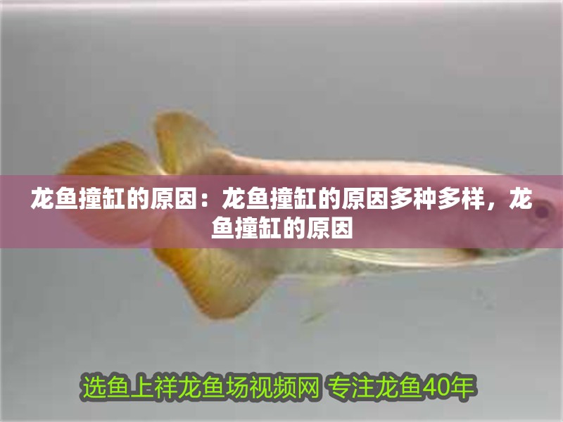 龍魚撞缸的原因：龍魚撞缸的原因多種多樣，龍魚撞缸的原因