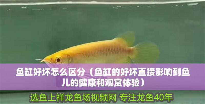 魚缸好壞怎么區(qū)分（魚缸的好壞直接影響到魚兒的健康和觀賞體驗(yàn)）