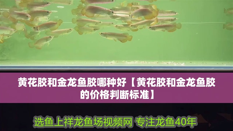 黃花膠和金龍魚膠哪種好【黃花膠和金龍魚膠的價格判斷標準】