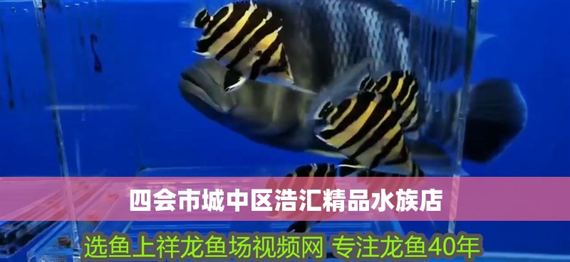 四會市城中區浩匯精品水族店