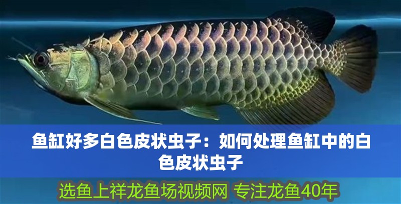 魚缸好多白色皮狀蟲子：如何處理魚缸中的白色皮狀蟲子