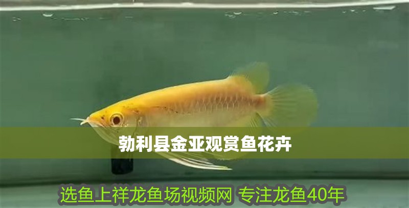 龍魚干蝦有營(yíng)養(yǎng)嗎 勃利縣金亞觀賞魚花卉 全國(guó)水族館企業(yè)名錄 勃利縣金亞觀賞魚花卉 勃利縣金亞觀賞魚花卉 全國(guó)水族館企業(yè)名錄