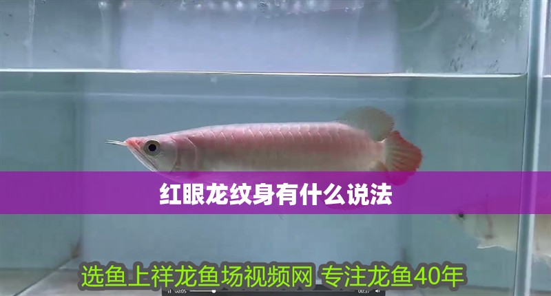 紅眼龍紋身有什么說法