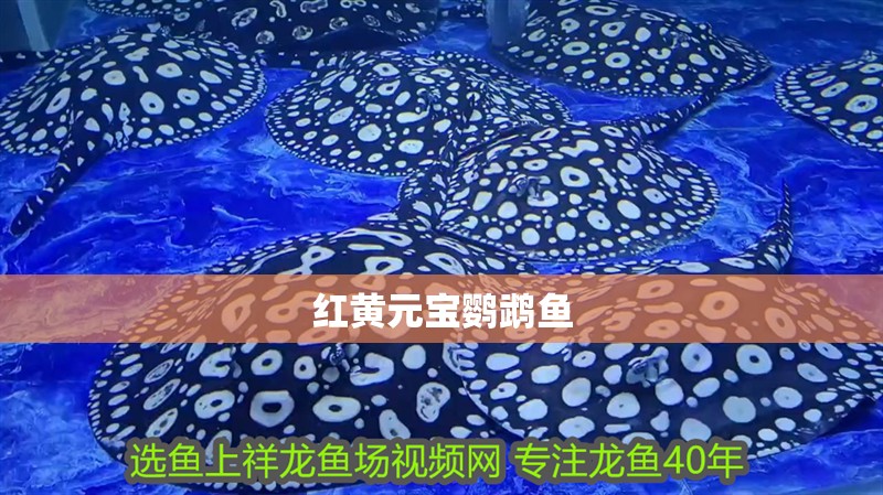 紅黃元寶鸚鵡魚