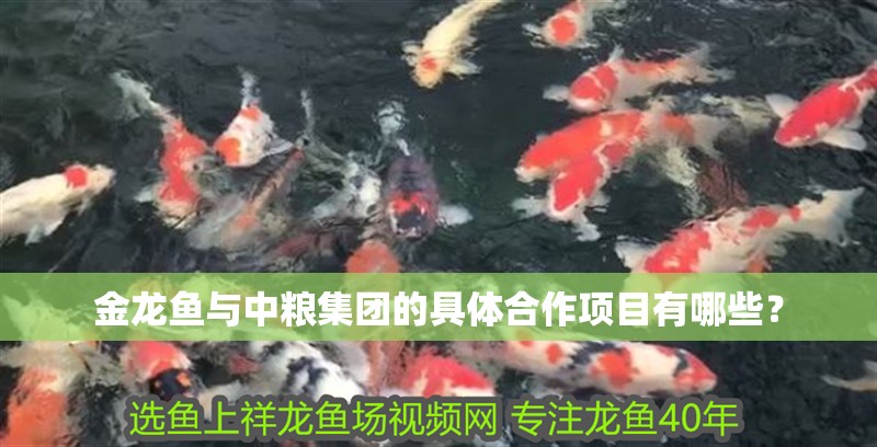 金龍魚與中糧集團的具體合作項目有哪些？