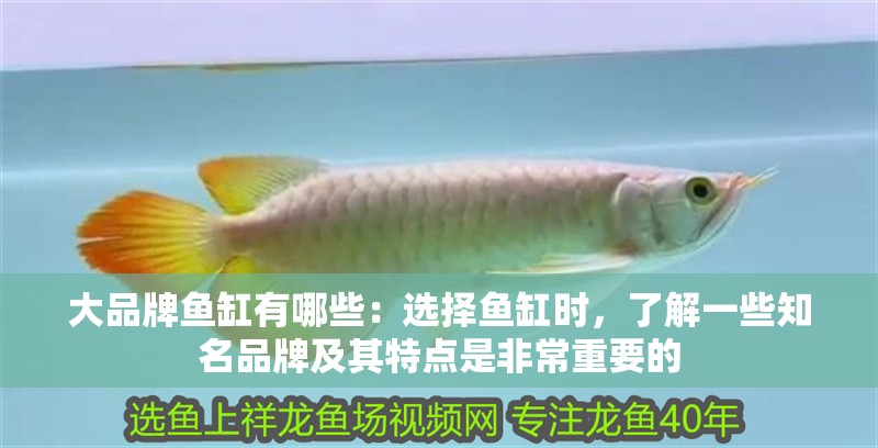 大品牌魚缸有哪些：選擇魚缸時，了解一些知名品牌及其特點是非常重要的