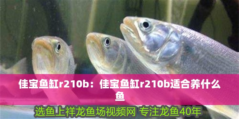 佳寶魚缸r210b：佳寶魚缸r210b適合養(yǎng)什么魚