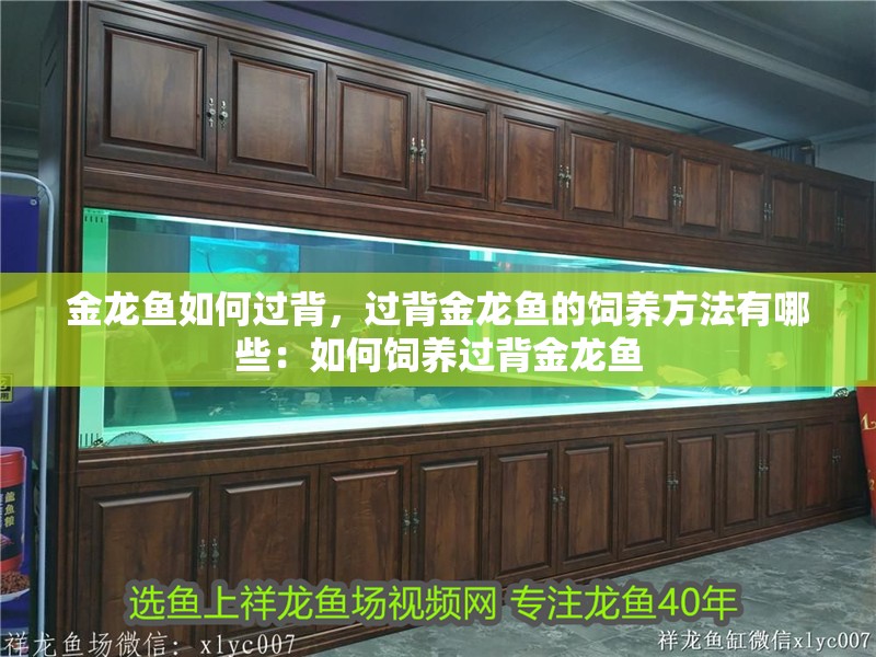 金龍魚如何過背，過背金龍魚的飼養方法有哪些：如何飼養過背金龍魚