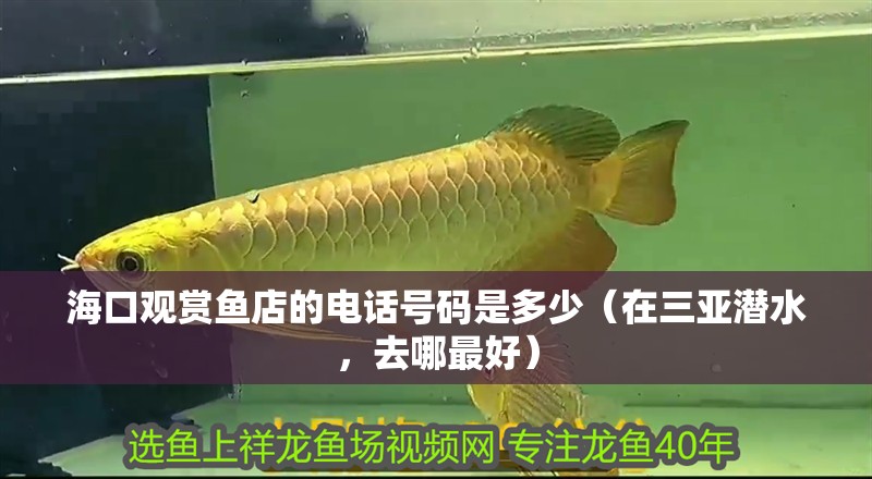 ?？谟^賞魚店的電話號碼是多少（在三亞潛水，去哪最好）