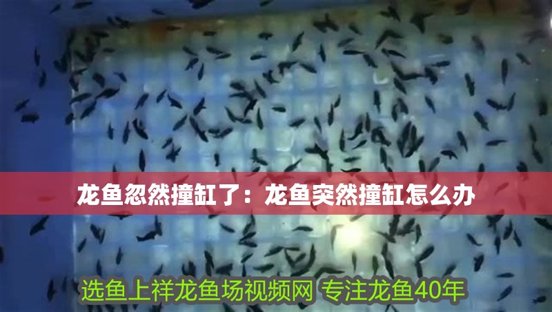 龍魚忽然撞缸了：龍魚突然撞缸怎么辦