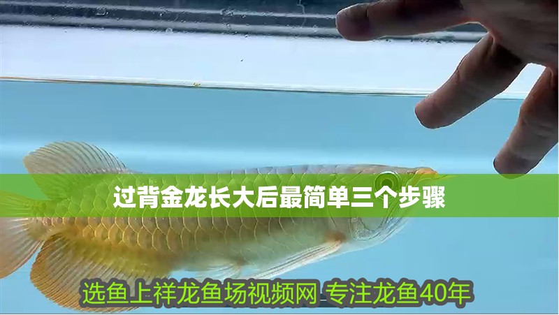 印尼虎魚多少溫度飼養最好:印尼虎魚多少溫度飼養最好印尼虎魚多少溫度飼養最好 過背金龍長大后最簡單三個步驟 龍魚論壇 過背金龍長大后最簡單三個步驟 過背金龍長大后最簡單三個步驟 龍魚論壇