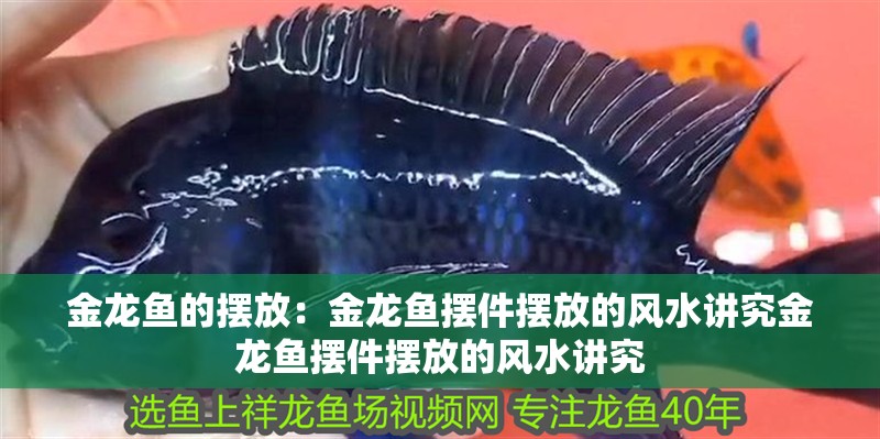 金龍魚(yú)的擺放：金龍魚(yú)擺件擺放的風(fēng)水講究金龍魚(yú)擺件擺放的風(fēng)水講究