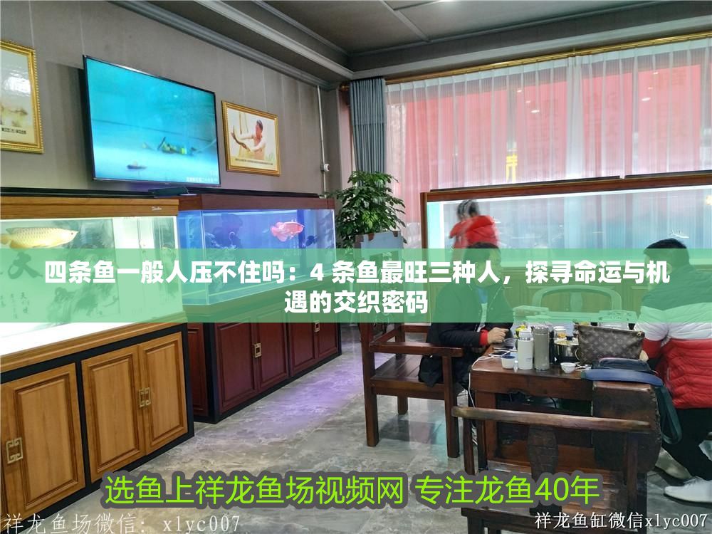 四條魚一般人壓不住嗎：4 條魚最旺三種人，探尋命運(yùn)與機(jī)遇的交織密碼