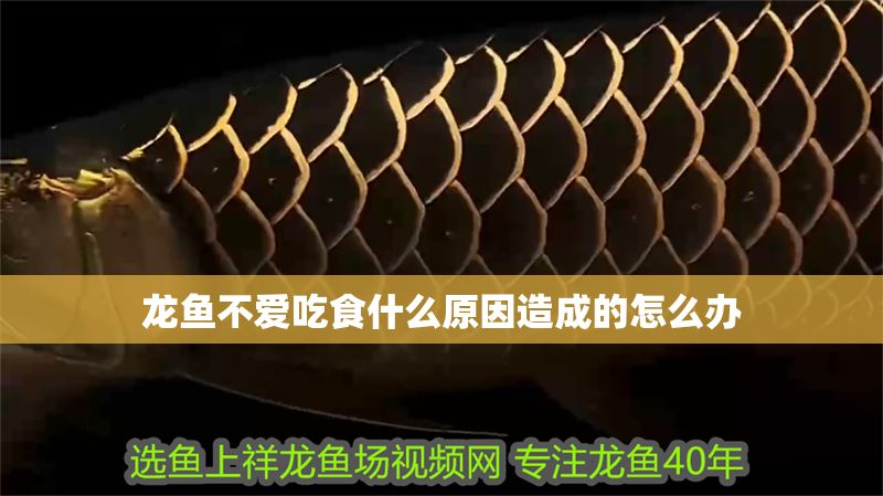 龍魚不愛吃食什么原因造成的怎么辦