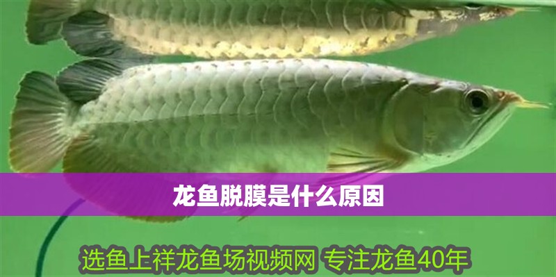 龍魚脫膜是什么原因
