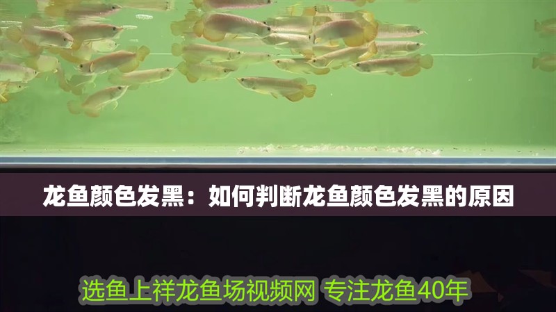 龍魚顏色發黑：如何判斷龍魚顏色發黑的原因
