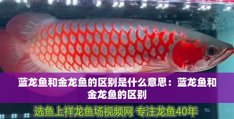 藍(lán)龍魚和金龍魚的區(qū)別是什么意思：藍(lán)龍魚和金龍魚的區(qū)別