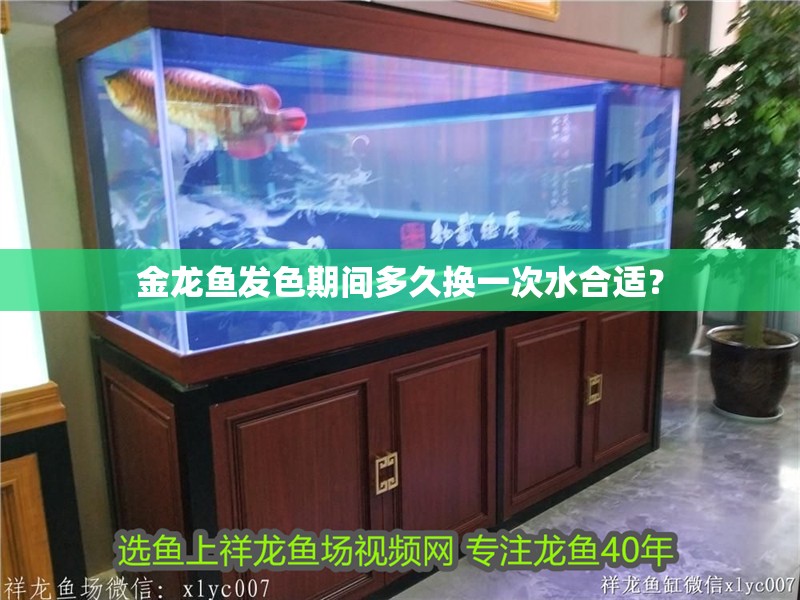 金龍魚發色期間多久換一次水合適？