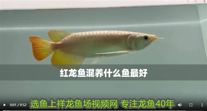 紅龍魚混養什么魚最好