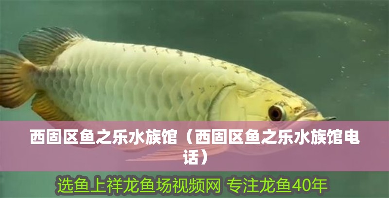 西固區(qū)魚之樂水族館（西固區(qū)魚之樂水族館電話）