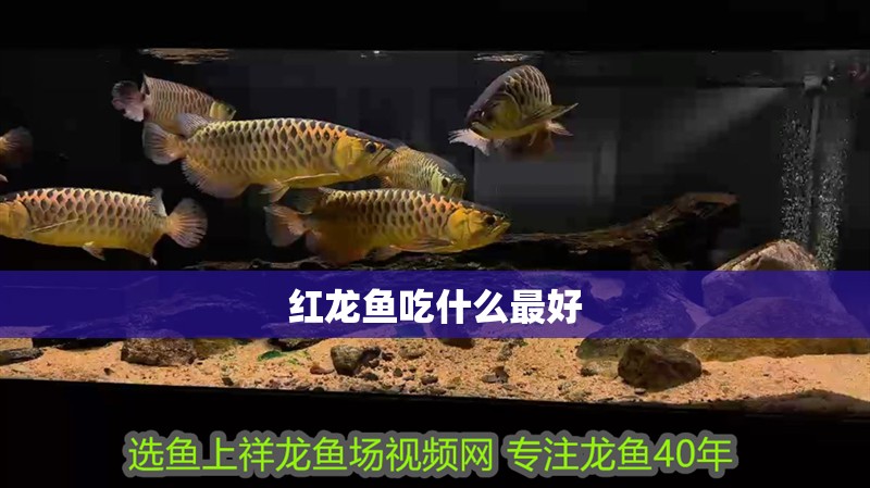 紅龍魚吃什么最好