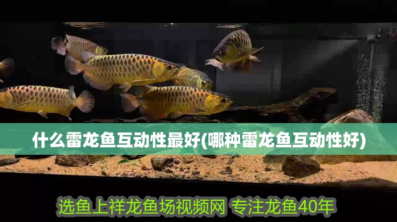 什么雷龍魚互動性最好(哪種雷龍魚互動性好)