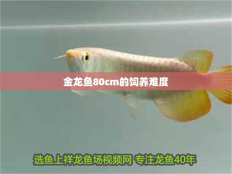 魚缸用增氧泵價格是多少:魚缸增氧機-xtrac增氧機-xtrac增氧機 金龍魚80cm的飼養難度 龍魚論壇 金龍魚80cm的飼養難度 金龍魚80cm的飼養難度 龍魚論壇