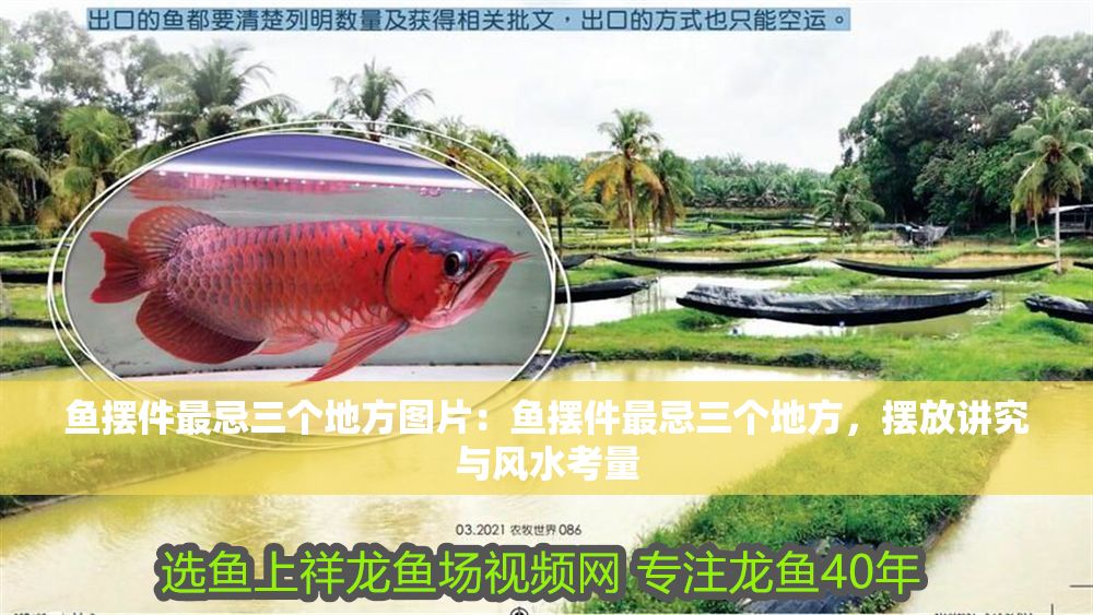 魚擺件最忌三個地方圖片：魚擺件最忌三個地方，擺放講究與風水考量