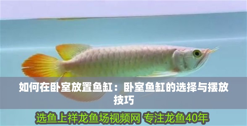 如何在臥室放置魚缸：臥室魚缸的選擇與擺放技巧