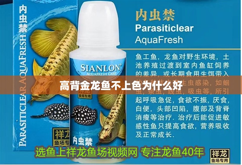 高背金龍魚不上色為什么好