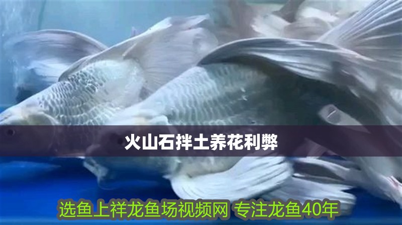 火山石拌土養(yǎng)花利弊