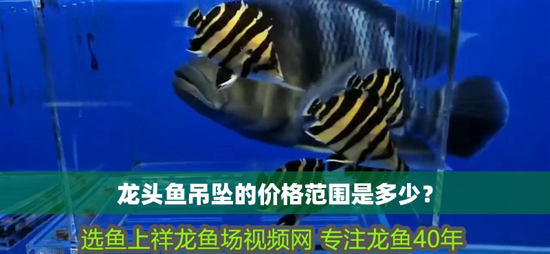 龍頭魚吊墜的價格范圍是多少？