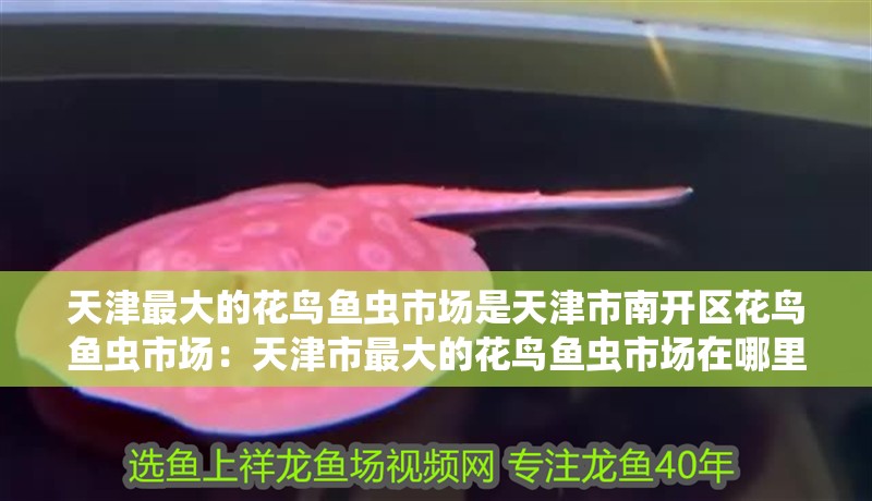 天津最大的花鳥魚蟲市場是天津市南開區花鳥魚蟲市場：天津市最大的花鳥魚蟲市場在哪里？