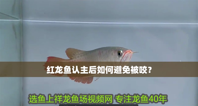 紅龍魚認(rèn)主后如何避免被咬？