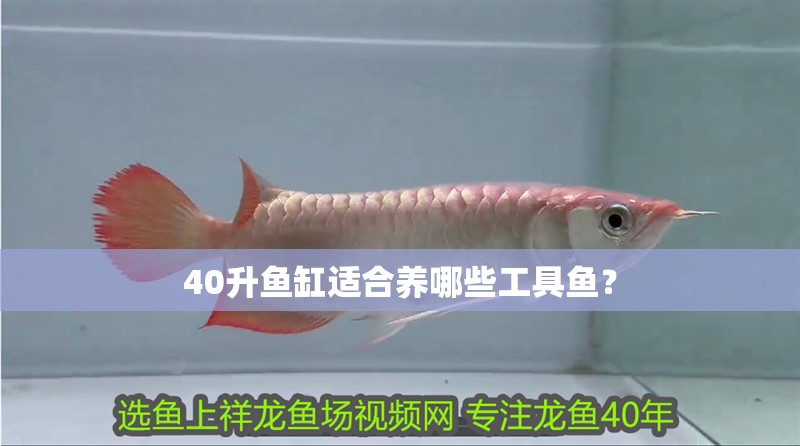 40升魚缸適合養哪些工具魚？