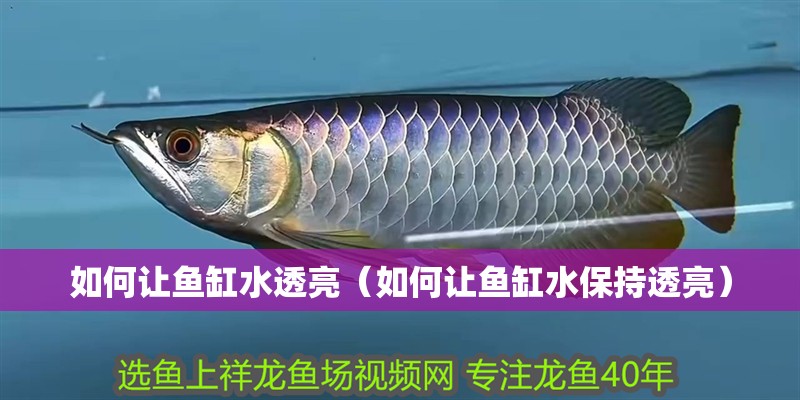 如何讓魚缸水透亮（如何讓魚缸水保持透亮）