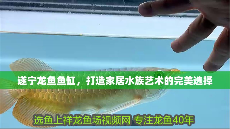 遂寧龍魚魚缸，打造家居水族藝術的完美選擇