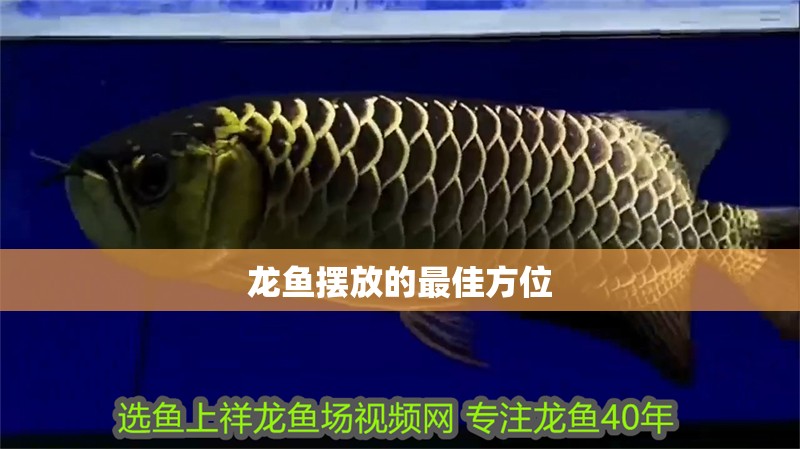 龍魚擺放的最佳方位