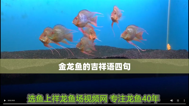 金龍魚的吉祥語四句