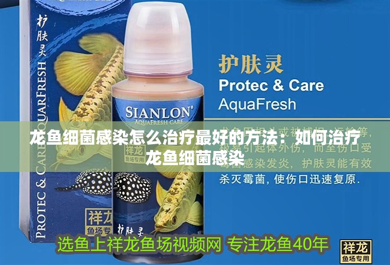 龍魚細菌感染怎么治療最好的方法：如何治療龍魚細菌感染