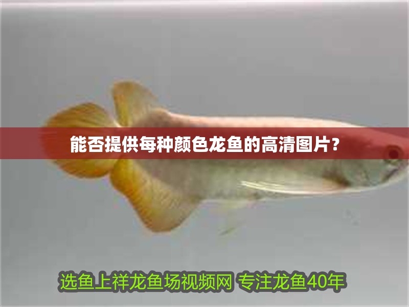 能否提供每種顏色龍魚的高清圖片？
