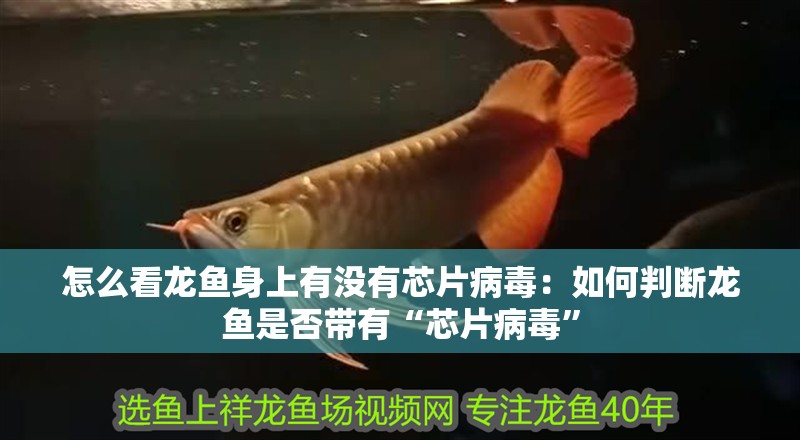 怎么看龍魚身上有沒(méi)有芯片病毒：如何判斷龍魚是否帶有“芯片病毒”