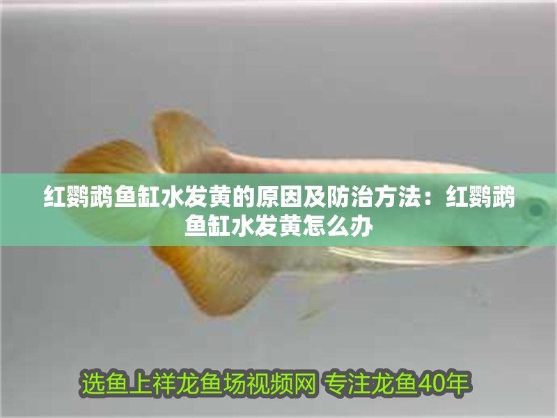 紅鸚鵡魚缸水發黃的原因及防治方法：紅鸚鵡魚缸水發黃怎么辦